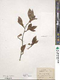 Ilex laevigata image