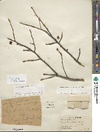 Ilex laevigata image