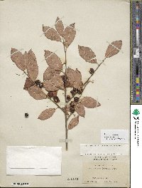 Ilex laevigata image