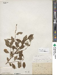 Ilex laevigata image