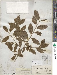 Ilex laevigata image