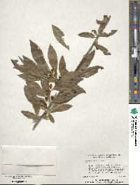 Ilex laevigata image