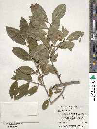 Ilex laevigata image