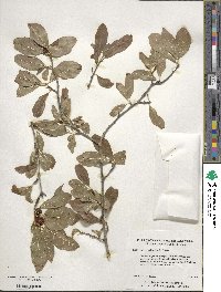 Ilex laevigata image