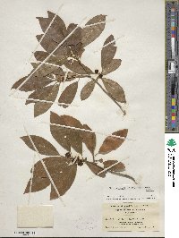 Ilex laevigata image