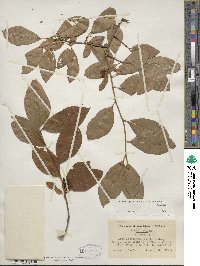 Ilex laevigata image