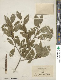 Ilex laevigata image