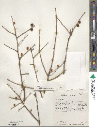 Ilex laevigata image