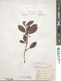 Ilex laevigata image