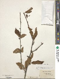 Ilex laevigata image