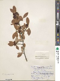 Ilex laevigata image