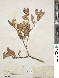 Ilex laevigata image