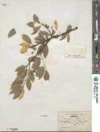 Ilex laevigata image