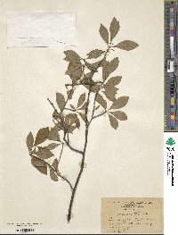 Ilex laevigata image