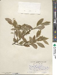 Ilex laevigata image