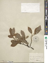 Ilex laevigata image