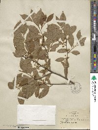 Ilex laevigata image