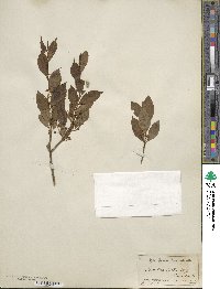 Ilex laevigata image