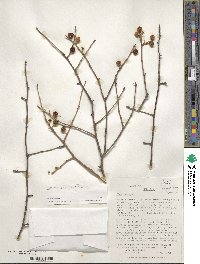 Ilex laevigata image