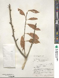 Ilex laevigata image