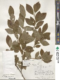 Ilex laevigata image