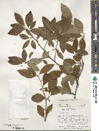 Ilex laevigata image