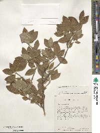 Ilex laevigata image