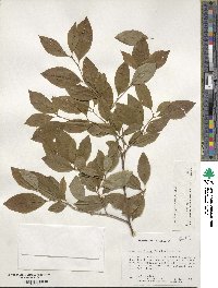 Ilex laevigata image