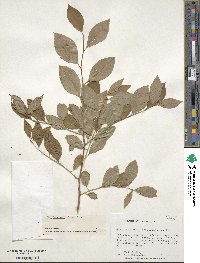 Ilex laevigata image