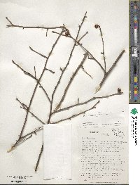 Ilex laevigata image