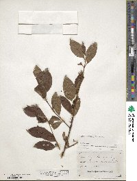 Ilex laevigata image