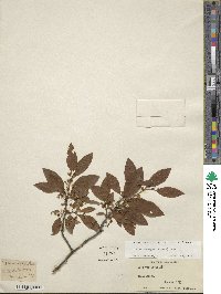 Ilex laevigata image