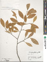 Ilex laevigata image