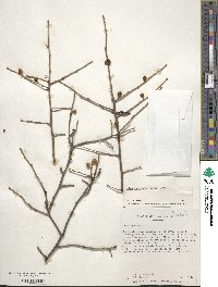 Ilex laevigata image