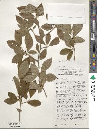 Ilex laevigata image