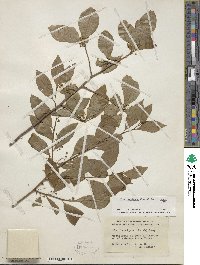 Ilex laevigata image