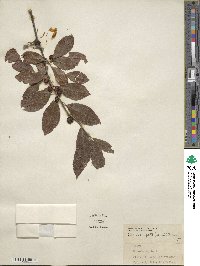 Ilex laevigata image