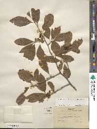 Ilex laevigata image