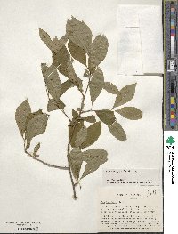 Ilex laevigata image