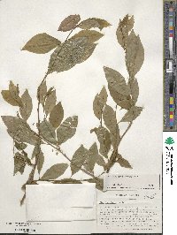 Ilex laevigata image