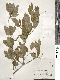 Ilex laevigata image