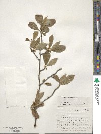 Ilex laevigata image