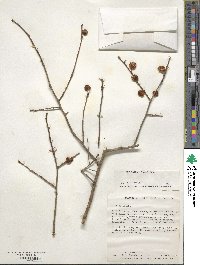 Ilex laevigata image