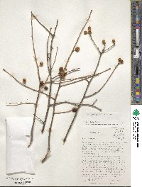 Ilex laevigata image