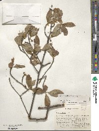 Ilex laevigata image