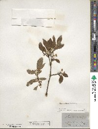 Ilex laevigata image