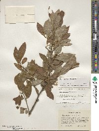 Ilex laevigata image