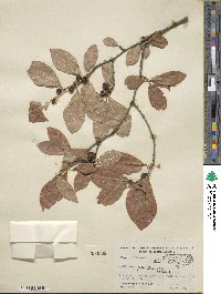 Ilex laevigata image