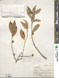 Ilex laevigata image