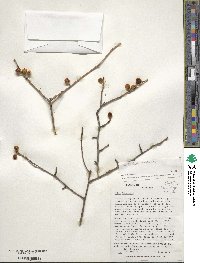 Ilex laevigata image